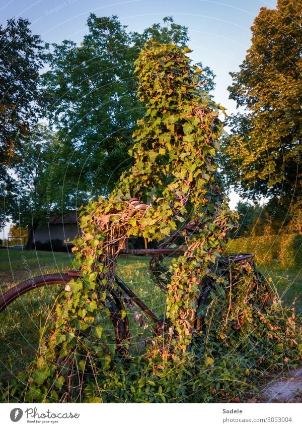 cyclist monument Leisure and hobbies Sports Fitness Sports Training Cycling Bicycle Art Sculpture Tree Ivy Meadow Park Allegory Esthetic Authentic Exceptional