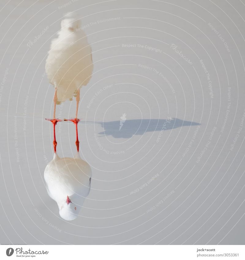 silver gull triple Pacific beach Queensland Wild animal Silvery gull 1 Exceptional Wet Complex Perspective Surrealism Symmetry Shadow play 3 Reaction