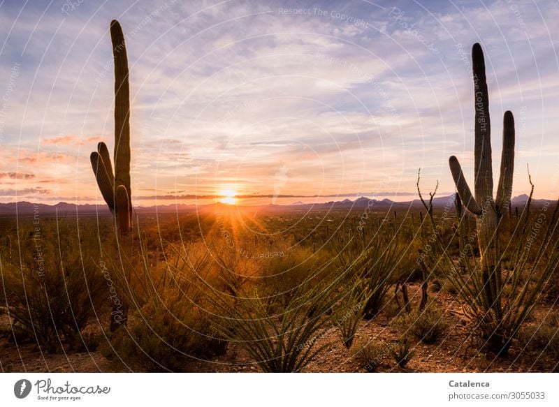 In the desert the sun sets behind the mountains, the Saguaros and Ocotillos watch Desert Desert plant Saguaro cactus ocotillo cacti Horizon Sunbeam Twilight