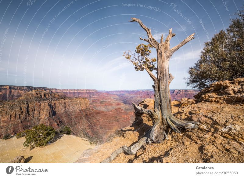 Endurance proves the pine tree growing on the precipice of the Grand Canyon Far-off places Hiking Nature Landscape Plant Earth Cloudless sky Horizon