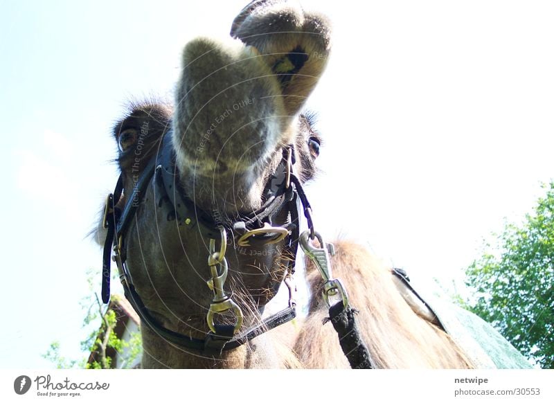 camel Camel Camel hump Dromedary Animal Desert seven after