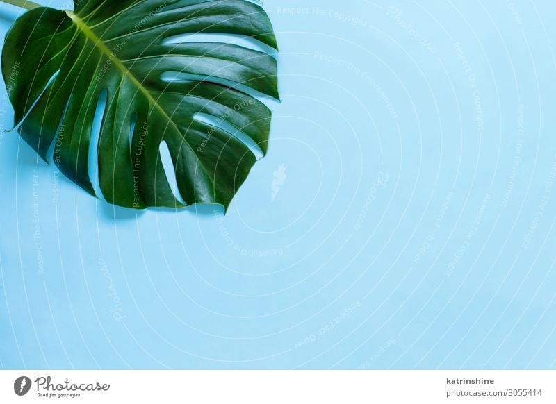 Tropical monstera leaf on a light blue background - a Royalty Free Stock  Photo from Photocase