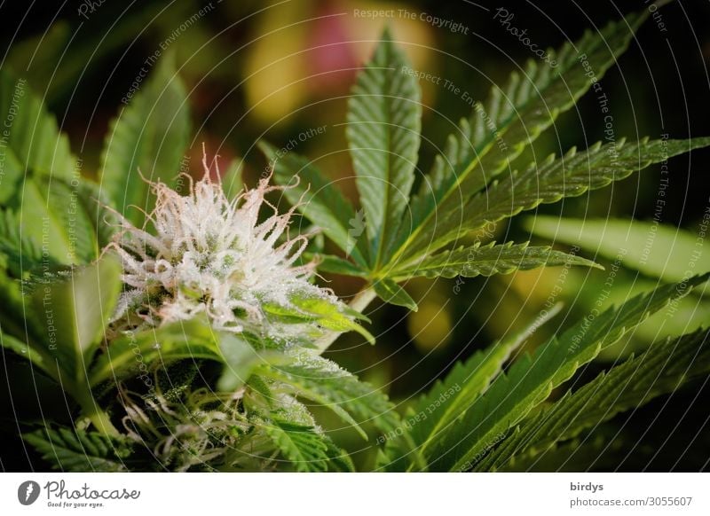 Cannabis plant with cannabis flower close up. Marijuana flower on cannabis plant thc Cannabis flower Cannabis leaf Alternative medicine Intoxicant Plant Hemp