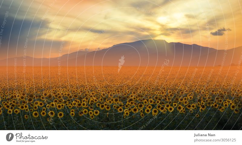 Sunflowers Field at Sunset.Orange Nature Background. Lifestyle Exotic Joy Beautiful Art Exhibition Work of art Environment Landscape Plant Earth Air Sky