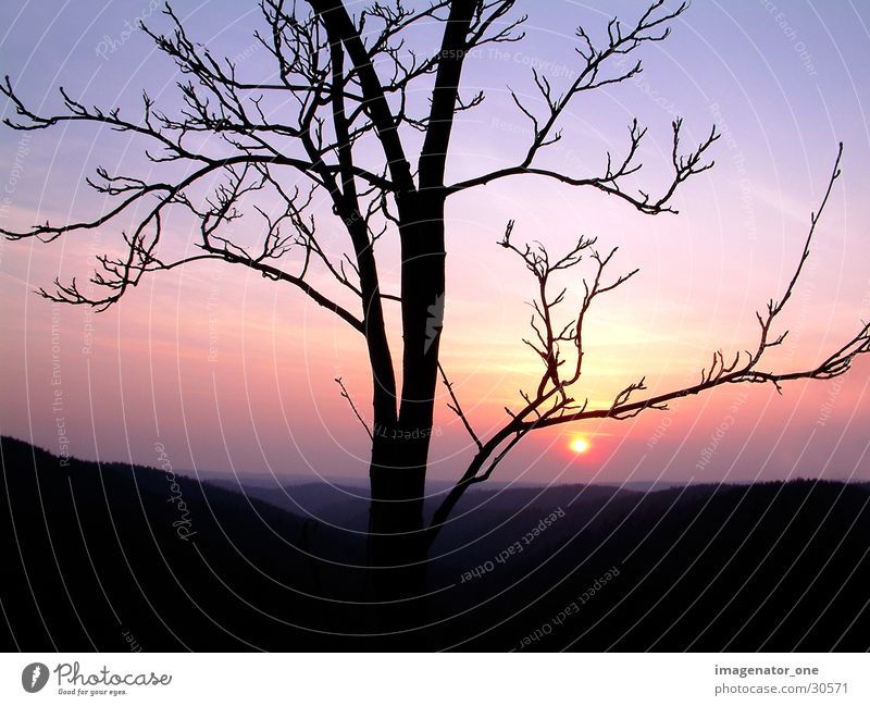 0001 Tree Sunset Twilight Contrast Dusk