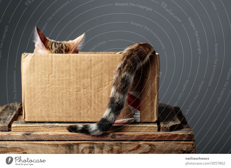 bengal cat Joy Relaxation Ear Animal Pet Cat Pelt 1 Baby animal Cardboard box Cardboard packaging Carton Observe To enjoy Looking Wait Elegant Natural Cute