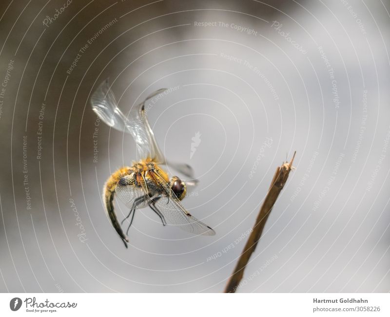 A large yellow dragonfly photographed in flight. Summer Nature Animal Big dragonfly 1 Branch Legs Flying insect Grand piano Body of water Insect Seasons landing