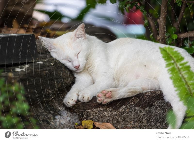 Sleeping Temple Cat Animal Pet 1 Dream Warm-heartedness Love of animals Colour photo Exterior shot Day Animal portrait Closed eyes