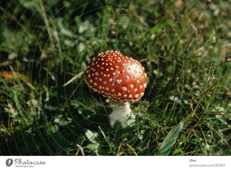 lucky devil Amanita mushroom Summer Bavaria Zoom effect Mountain Plant Close-up