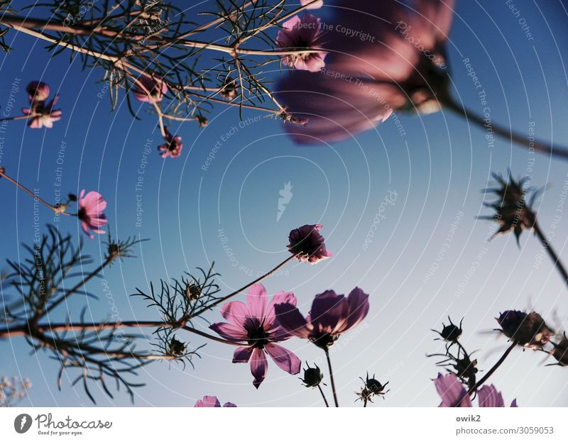 wickerwork Environment Nature Plant Cloudless sky Beautiful weather Cosmos Blossom Stalk Garden Meadow Touch Movement Blossoming Growth Fresh Many Blue Violet