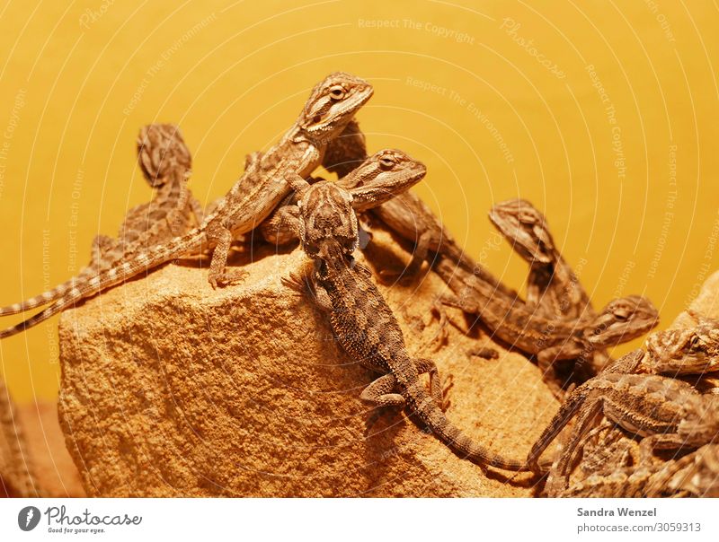 geckos Animal Group of animals Sleep Looking Reptiles Gecko Colour photo Deserted Neutral Background