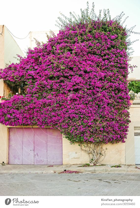 Beautiful Paperflower bush covers the wall of residential building background beautiful bloom blooming blossom botanic botanical bougainvillea bright colorful