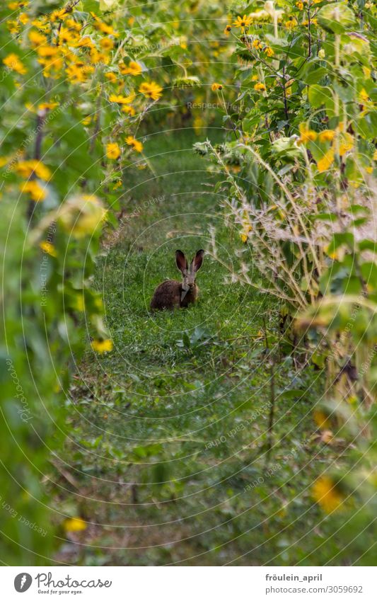 eavesdroppers Animal Plant Flower Sunflower Garden Wild animal Hare & Rabbit & Bunny 1 Yellow Green 2019 Portrait format Mammal Colour photo Exterior shot