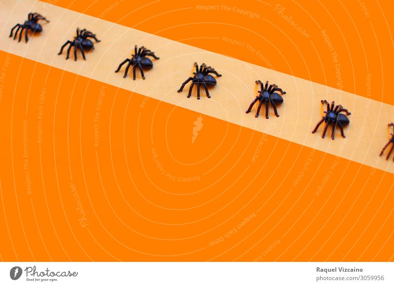 Horrible halloween tarantulas Wallpaper Hallowe'en Animal Spider Herd Orange Black Horror Insect arachnid Spider's web arachnophobia background poisonous