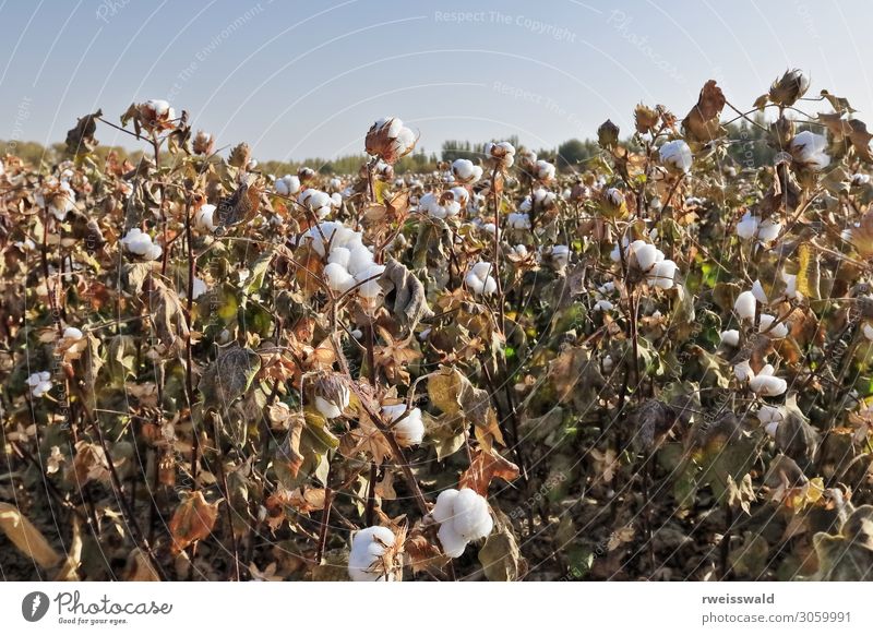 Cotton field-oustkirts of Qiemo-Qarqan town. Xinjiang-China-0399 Agriculture Forestry Landscape Plant Sunlight Autumn Leaf Agricultural crop Field Outskirts