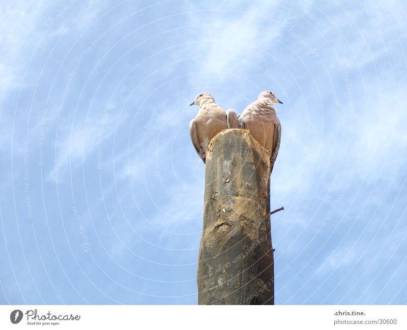 left or right?! Pigeon Bird Vantage point Opposite Sky Pole Blue In pairs Pair of animals