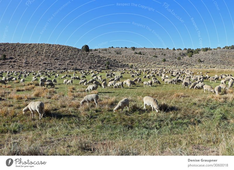 Sheep in the pasture usa Environment Nature Landscape Sky Cloudless sky Autumn Climate Beautiful weather Grass Bushes Meadow Field Farm animal Herd Observe