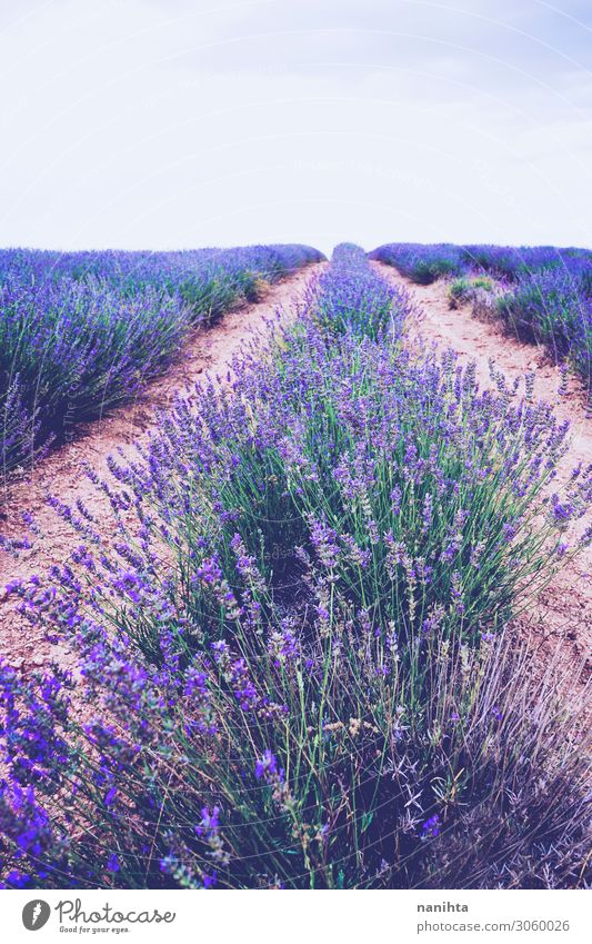 Beautiful lavender fields in bloom Herbs and spices Alternative medicine Medication Fragrance Summer Nature Landscape Sky Horizon Flower Blossoming Growth Fresh