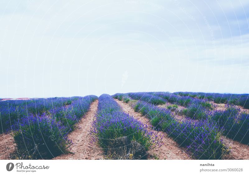 Beautiful lavender fields in bloom Herbs and spices Alternative medicine Medication Fragrance Summer Nature Landscape Sky Horizon Flower Blossoming Growth Fresh