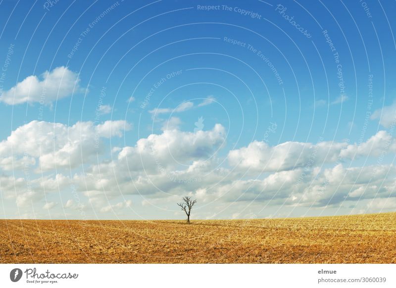 solitaire Environment Nature Landscape Sky Clouds Summer Climate change Beautiful weather Tree Field Far-off places Bright Town Blue Yellow Romance Serene Calm