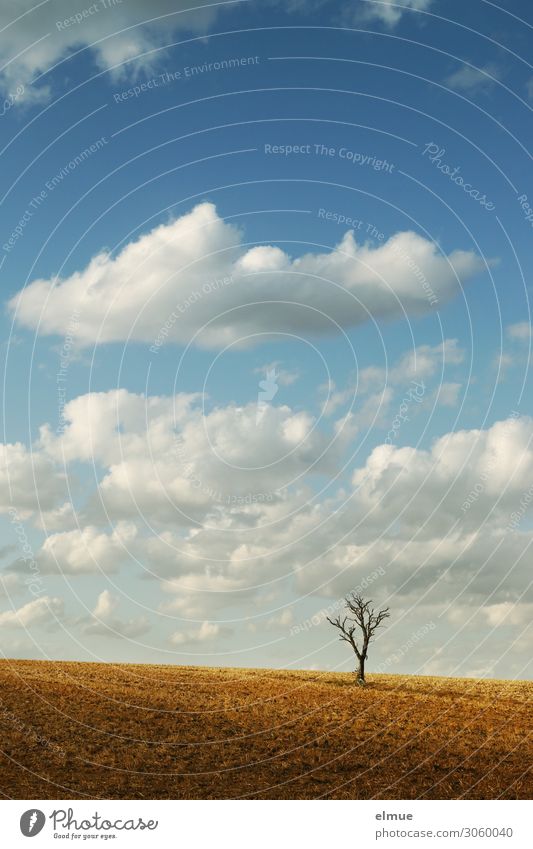 Harvested Nature Earth Sky Clouds Sun Summer Beautiful weather Tree Field To dry up Town Blue White Romance Wanderlust Loneliness Senior citizen Esthetic