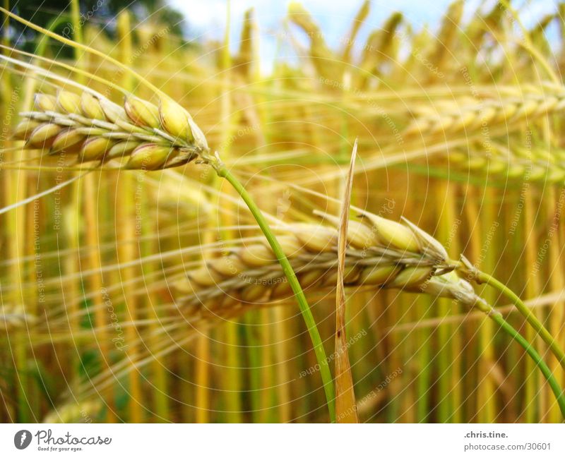 Barley very close Ear of corn Summer Field Yellow Grain