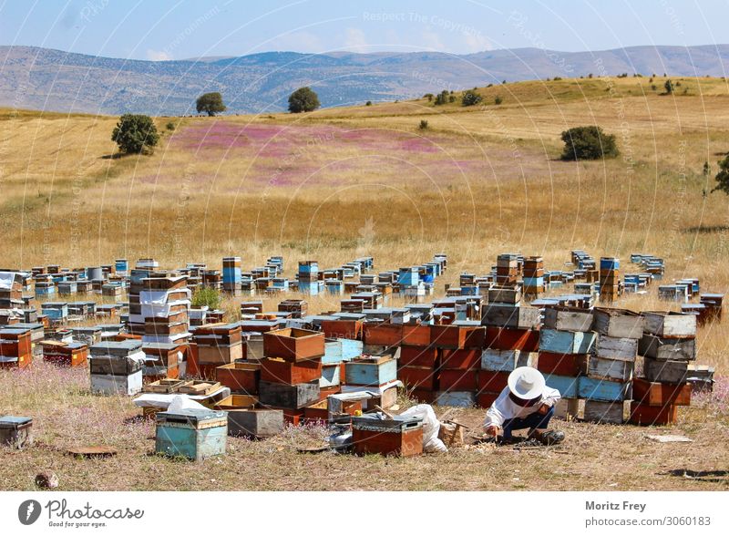 Traditional beekeeper at work. Summer Nature Animal Work and employment Vacation & Travel Sell apiculture backyard beekeeping honey-producing bees