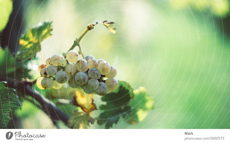 Green vine grapes in the vineyard. Grapes for making wine in the harvesting time. Detailed view of a grape vines in a vineyard in autumn, Hungary Fruit