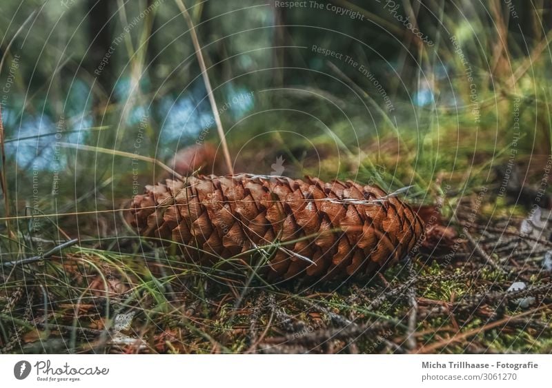 Fir cones on the forest floor Environment Nature Landscape Plant Earth Water Sunlight Beautiful weather Tree Grass Woodground Twigs and branches Forest