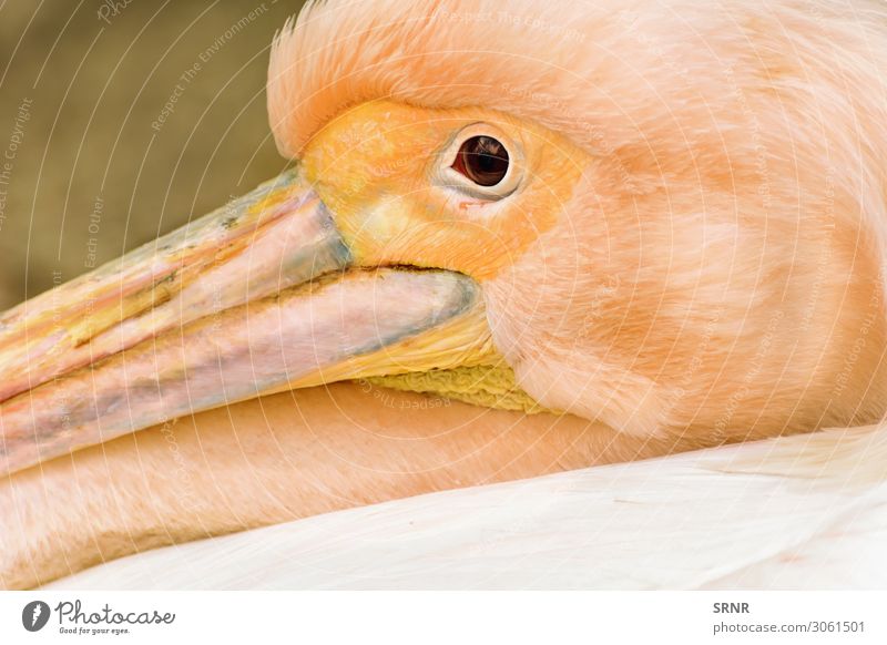 Pelican Animal Bird Wild Beak eyes fauna head swimming bird Duck birds wildlife Exterior shot Portrait photograph