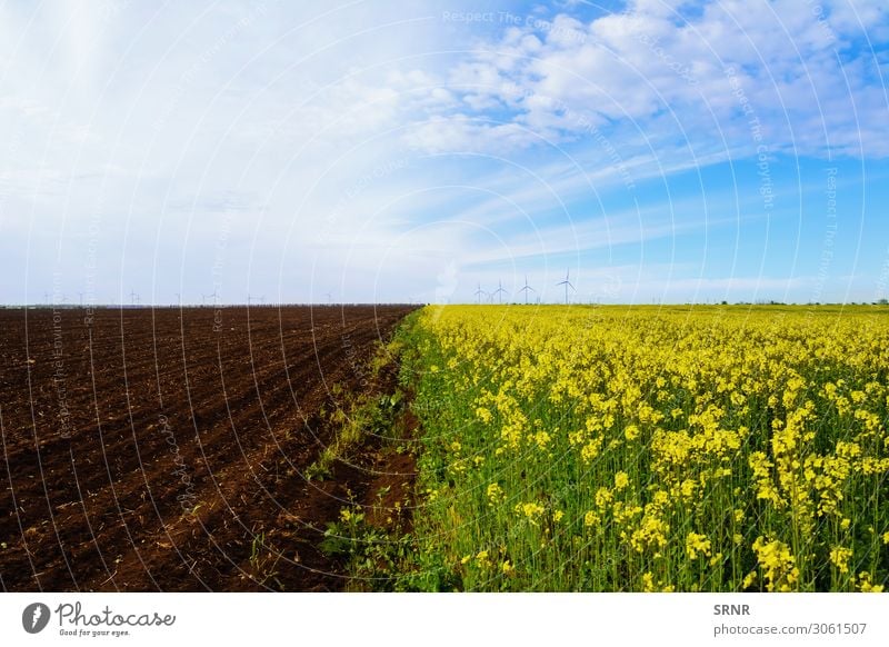Fields Environment Nature Landscape Plant Earth Sky Clouds Horizon Weather Growth agricultural agricultural land agriculture arable chernozem colza ecosystem