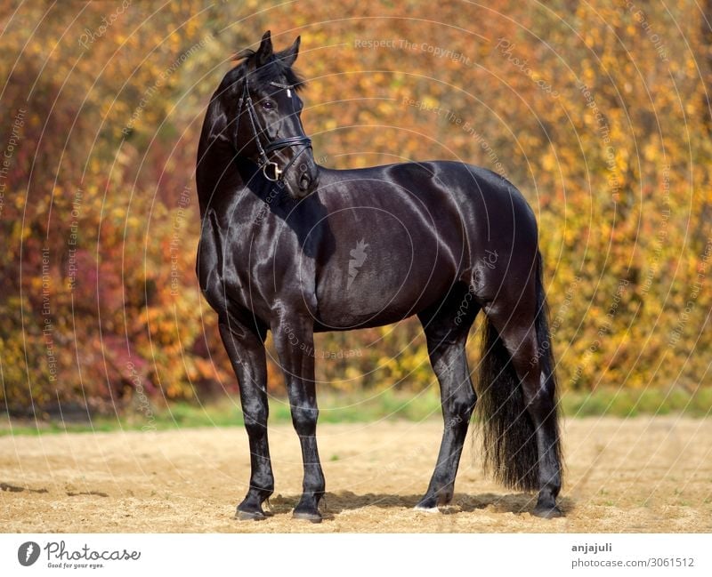 Black horse with colorful autumn leaves background Horse splendour Bright variegated colors brutal portrait black horse Forest Automn wood horses Autumn Meadow