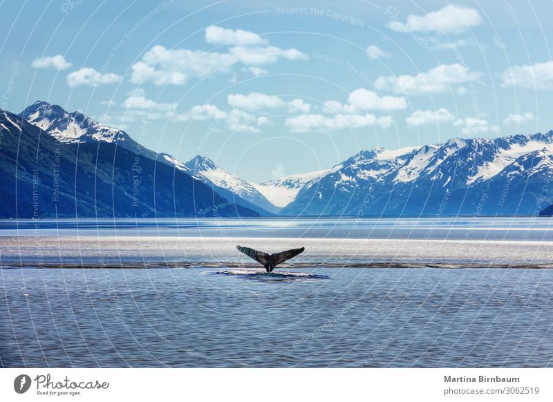 Humpback whale tail with icy mountains backdrop Alaska Beautiful Vacation & Travel Summer Ocean Winter Mountain Nature Landscape Sky Park Glacier Observe Blue