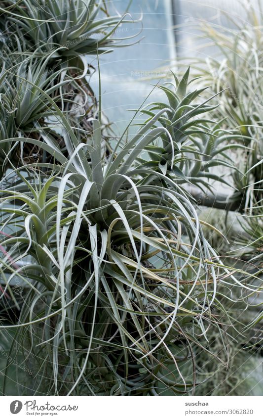 bustling Botany Botanical gardens Greenhouse wax Plant proliferate Growth Nature leaves Exotic