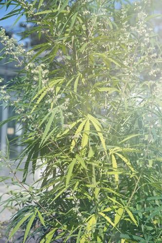 hemp Hemp Plant Nature Garden Horticulture extension Breed Cannabis thc Illegal Alternative medicine Intoxicant Intoxication Leaf Summer Growth care