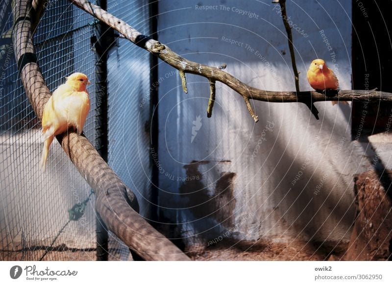 BirdPerspective Zoo Cage Enclosure Branch 2 Animal Observe Crouch Sit Sadness Exotic Patient Concern Longing Wanderlust Indifferent Boredom Stress Grief Divide