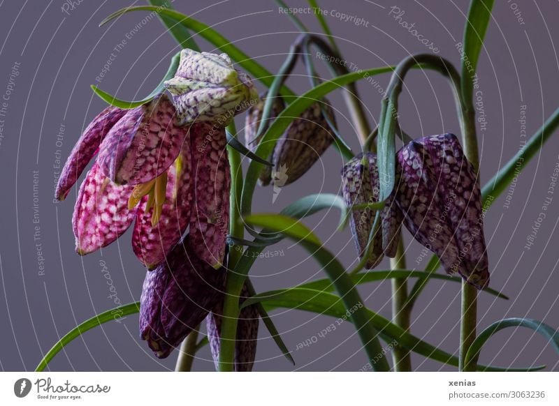 Chessboard flowers against a grey background Snake's head fritillary Decoration Spring Plant Flower Blossom fritillaria Lily plants Blossoming Hang Elegant Gray