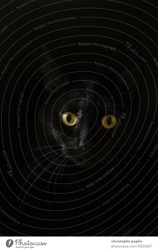 Black cat looks into camera in front of black background 1 Human being Animal Pet Cat Animal face Observe Curiosity Domestic cat Cat eyes Cat's head