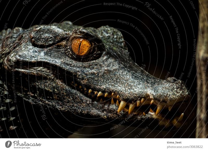 The Gator Animal Animal face Scales Zoo 1 Observe Hunting Looking Aggression Esthetic Threat Dark Exotic Creepy Maritime Beautiful Wild Gray Green Orange Power