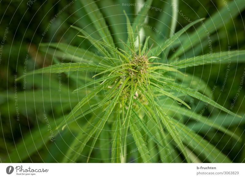 cannabis Alternative medicine Plant Hemp Leaf Agricultural crop Growth Green Intoxicant Cannabis Cannabis leaf Medication Politics and state Society Positive