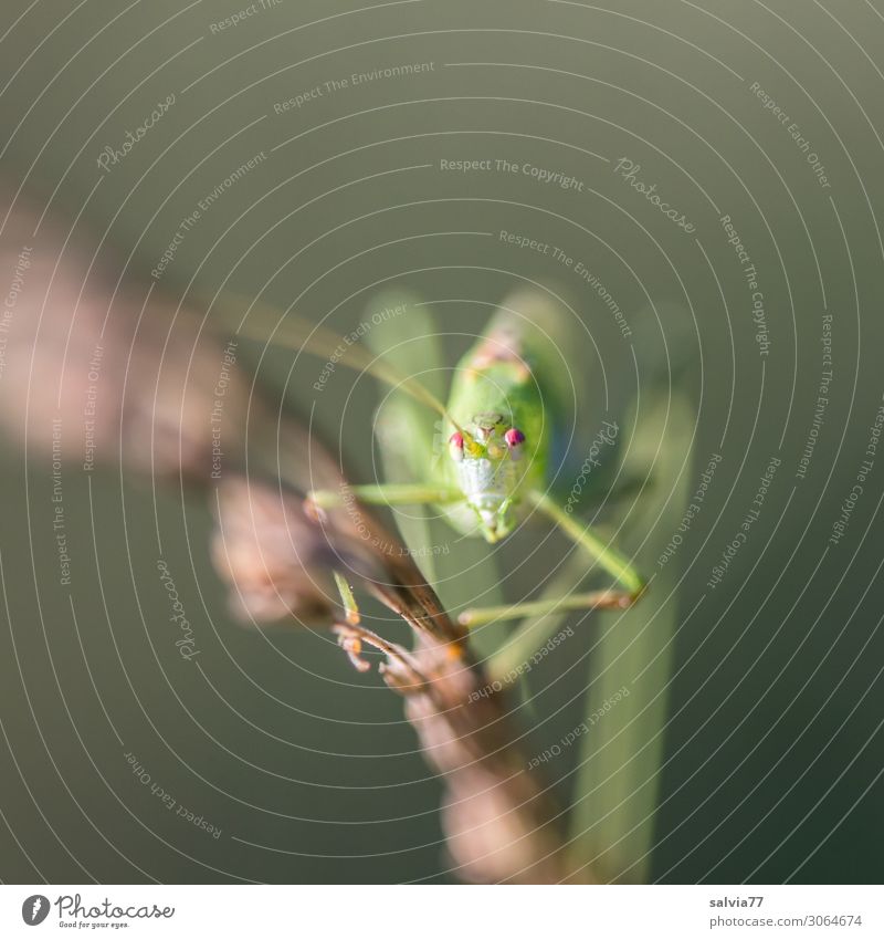 long knuckles Environment Nature Summer Plant Grass Animal Wild animal Insect Long-horned grasshopper Locust 1 Crawl Looking Eyes Climbing Colour photo