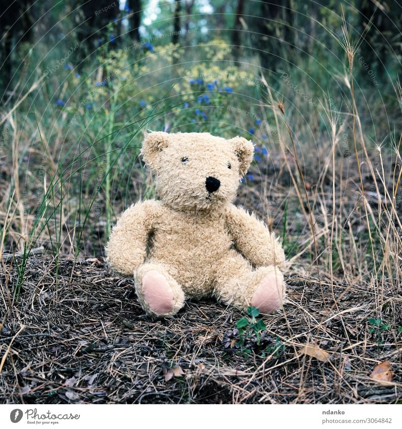 abandoned brown teddy bear sitting Joy Summer Infancy Nature Animal Sand Park Forest Street Fur coat Toys Doll Teddy bear Old Small Funny Natural Cute Soft
