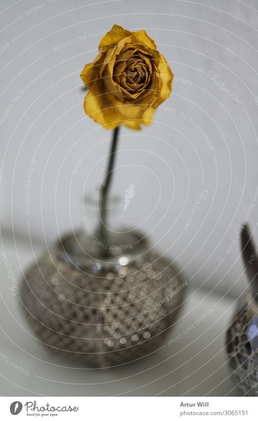 I wither Plant Summer Flower Rose Blossom Wild plant Emotions Grateful Grief Death Environment Transience yellow rose Colour photo Interior shot