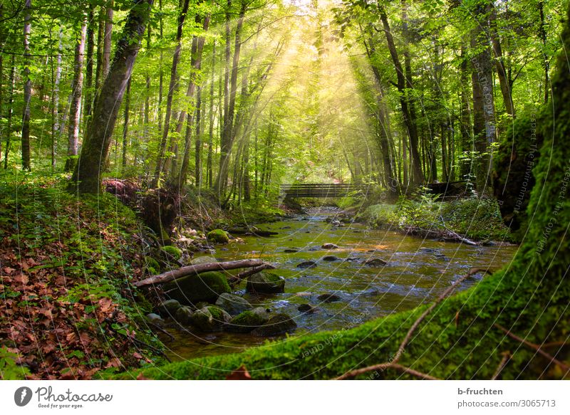 forest idyll Adventure Freedom Summer Tree Forest Brook Relaxation Healthy Beautiful Green Longing Bridge Wilderness Mysterious Deciduous forest Calm Nature