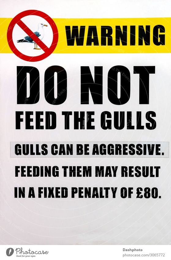Do Not Feed The Gulls Sign at a Coastal Location Tourism Beach Animal Wild animal Bird Signage Warning sign Advice Yellow Red Black White signpost Word letters