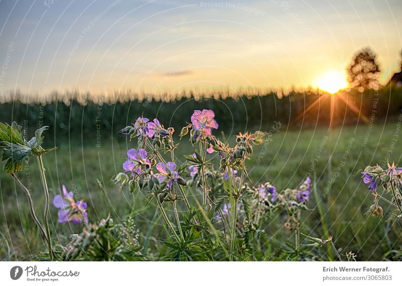 cranesbill HDR storchenschnabel wild flower Nature Flower Sunset