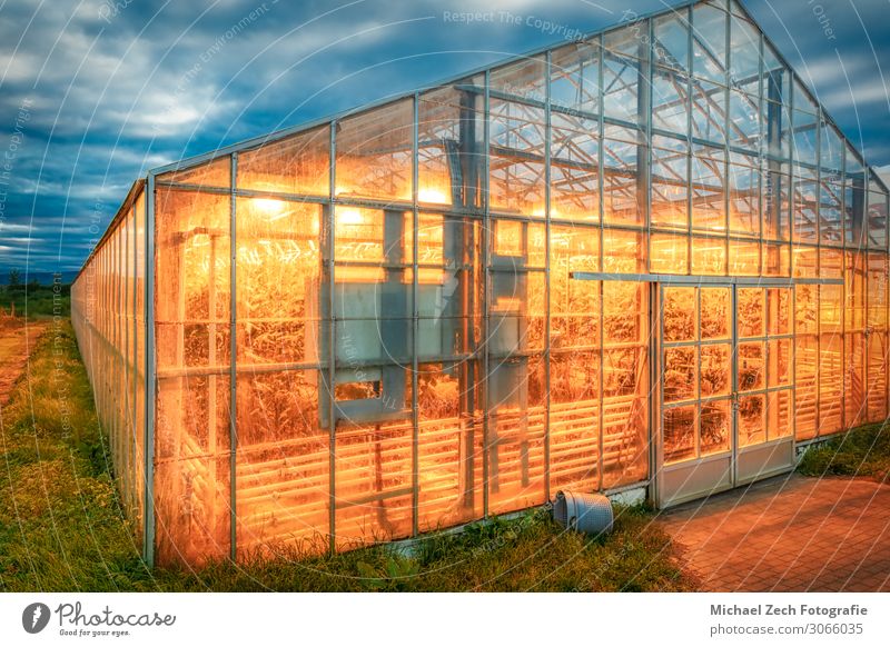 amazing geothermal heated greenhouse shining at dusk on iceland Beautiful Summer Sun House (Residential Structure) Garden Decoration Nature Plant Sky Clouds