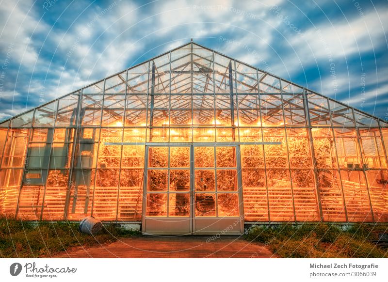 amazing geothermal heated greenhouse shining at dusk on iceland Beautiful Summer Sun House (Residential Structure) Garden Decoration Nature Plant Sky Clouds