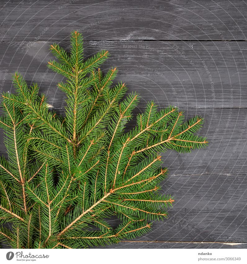 green branches of needles on a black background Design Winter Decoration Table Feasts & Celebrations Christmas & Advent New Year's Eve Nature Plant Tree Wood