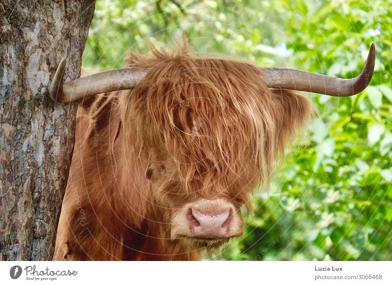 Highland, fiery red hair Animal Pet Farm animal Cow 1 Spring fever Power Sympathy Curiosity Curl Antlers Red-haired Highland cattle Green Summer Multicoloured